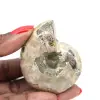 Polierter Ammonit – Kleines Sammlerstück aus Madagaskar (80 g) - 0