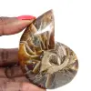 Polierter Ammonit – Schmale Sammlung, Exemplar aus Madagaskar (120 g) - 0