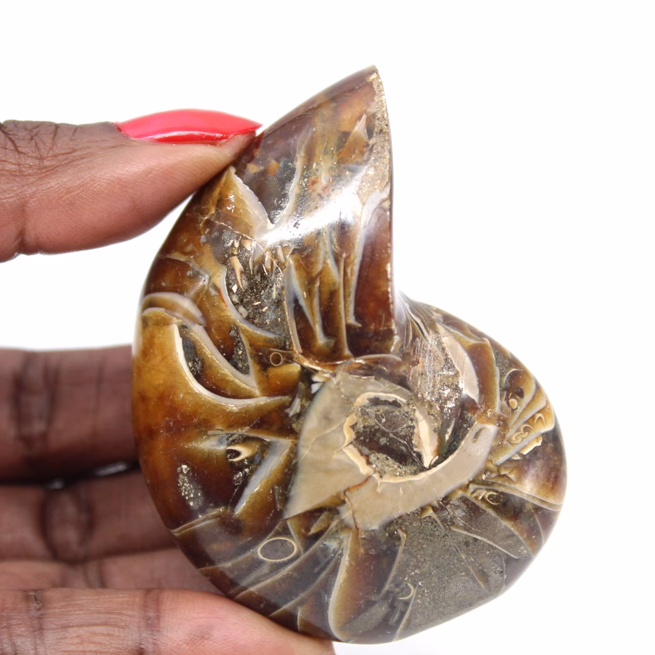 Polierter Ammonit – Schmale Sammlung, Exemplar aus Madagaskar (120 g)