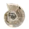 Kleines, poliertes Ammonitenfossil – Naturstein aus der Erdgeschichte - 1