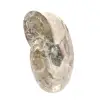 Kleines, poliertes Ammonitenfossil – Naturstein aus der Erdgeschichte - 2