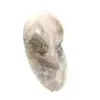 Kleines, poliertes Ammonitenfossil – Naturstein aus der Erdgeschichte - 3