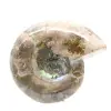 Kleines, poliertes Ammonitenfossil – Naturstein aus der Erdgeschichte - 4