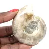Kleines, poliertes Ammonitenfossil – Naturstein aus der Erdgeschichte - 0