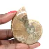 Kleines, poliertes Ammonitenfossil – authentisches Exemplar aus Madagaskar - 0