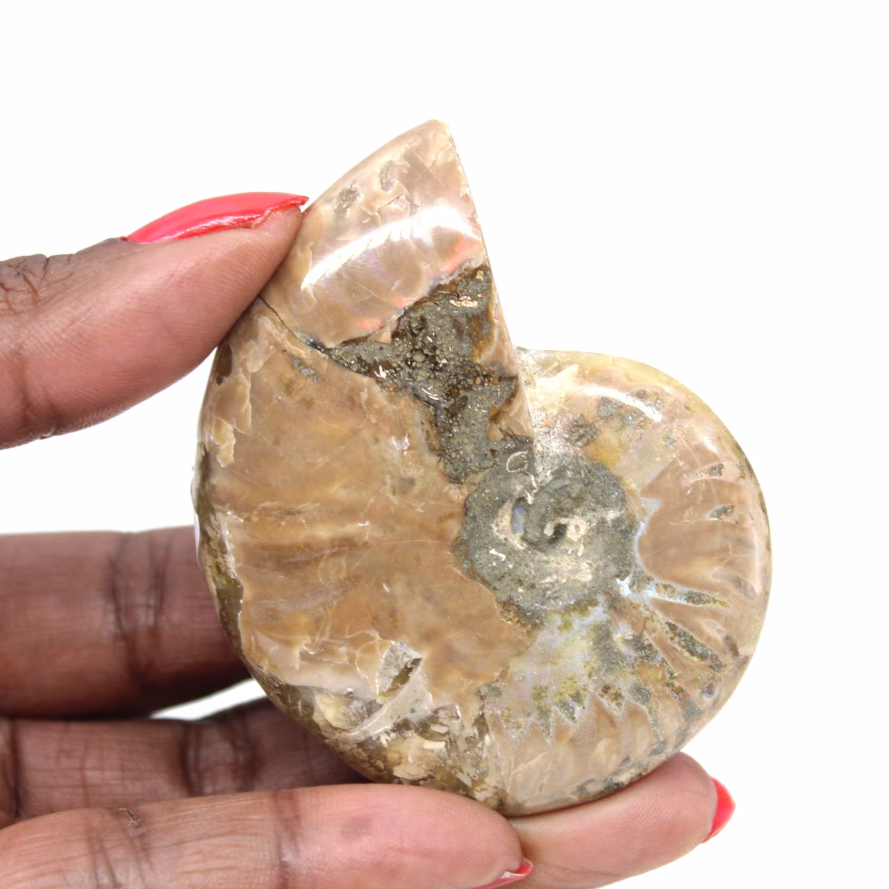 Kleines, poliertes Ammonitenfossil – authentisches Exemplar aus Madagaskar