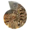 Polierter Ammonit für eine Zen-Atmosphäre – Fossil aus Madagaskar - 0