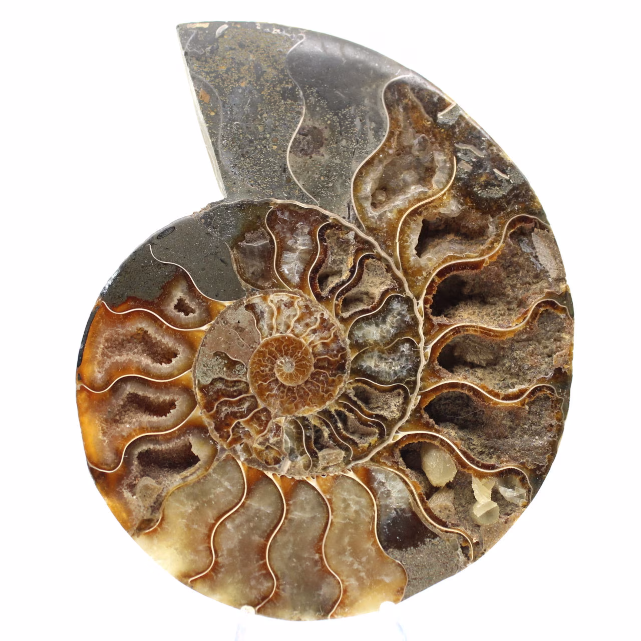 Polierter Ammonit für eine Zen-Atmosphäre – Fossil aus Madagaskar