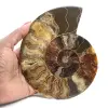 Polierter Ammonit für Lithotherapie und Sammlerzwecke – Madagaskar - 1