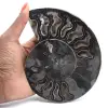 Ammonitenfossil als natürliche Dekoration – Einzigartiges Exemplar - 1