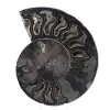 Ammonitenfossil als natürliche Dekoration – Einzigartiges Exemplar - 0