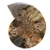 Ammonitenfossil als Wohnzimmerdekoration – Rohes/poliertes geologisches Exemplar - 0