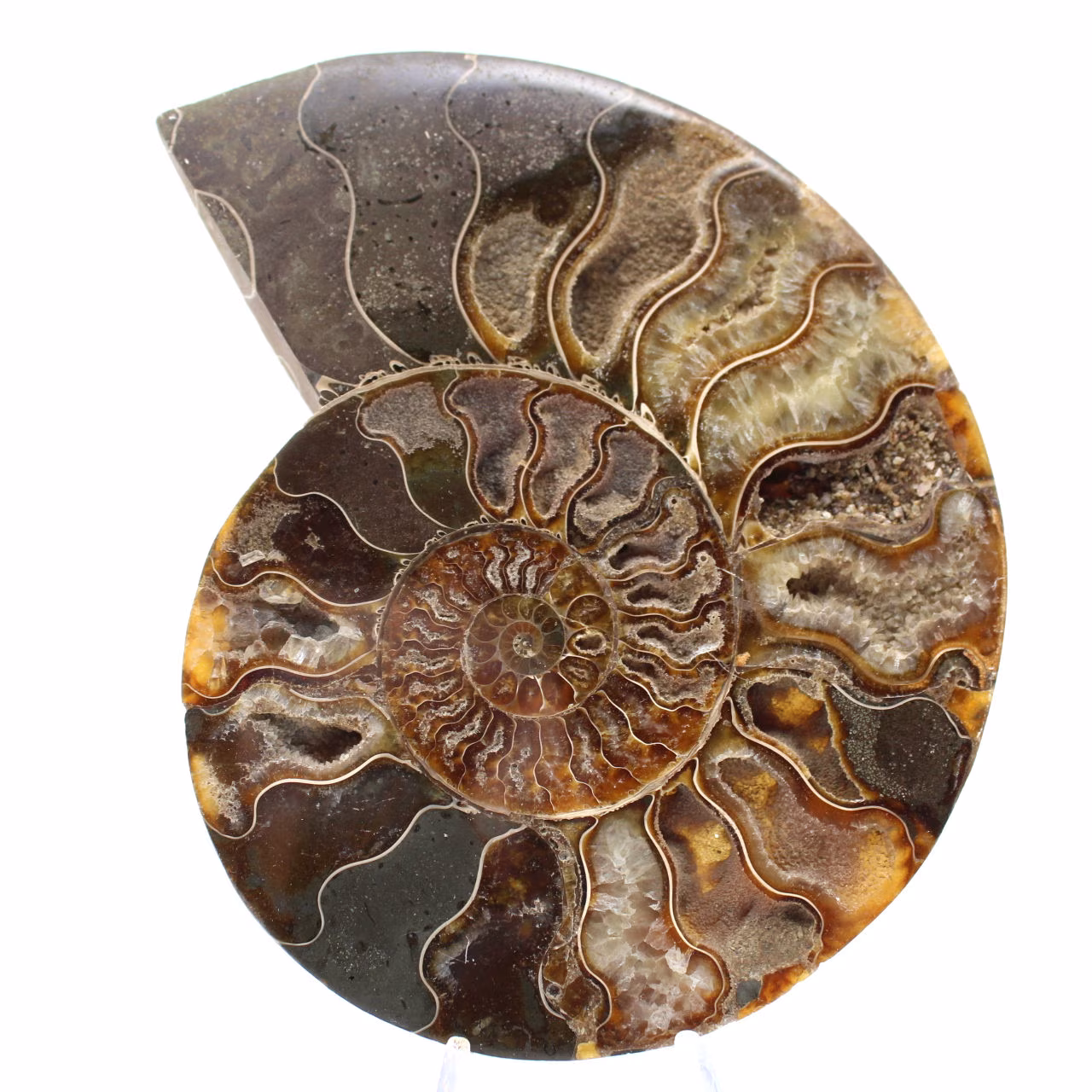 Ammonitenfossil als Wohnzimmerdekoration – Rohes/poliertes geologisches Exemplar