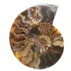 Gesägter und polierter Ammonit aus Madagaskar – Wunderschönes Ausstellungsstück - 0
