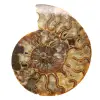 Polierter Zierammonit aus Madagaskar – Authentische Dekoration - 0