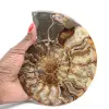 Poliertes, gesägtes Ammonitenfossil – Natürlicher Glanz aus Madagaskar - 1