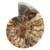 Poliertes, gesägtes Ammonitenfossil – Natürlicher Glanz aus Madagaskar - 0