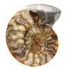 Gesägter fossiler Ammonit – Studien- und Dekorationsstück - 0