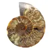 Poliertes Ammoniten-Dekorationsdesign – Seltenes Fossil - 0