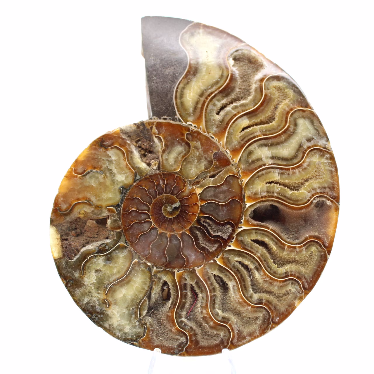 Poliertes Ammoniten-Dekorationsdesign – Seltenes Fossil