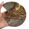 Polierter Ammonit, ideal zur Dekoration – Historisches Fossil - 1