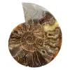 Polierter Ammonit, ideal zur Dekoration – Historisches Fossil - 0