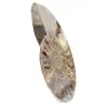 Polierter Ammonit, ideal zur Dekoration – Historisches Fossil - 2