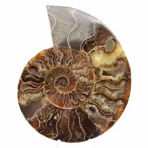 Polierter Ammonit, ideal zur Dekoration – Historisches Fossil