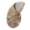 Polierter fossiler Ammonit – Authentizität und natürliche Harmonie - 2