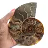 Gesägter fossiler Ammonit – Authentizität für Steinliebhaber - 1