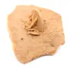Kleine Wüstenrose Marokkos: natürliches geologisches Fragment - 2