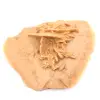 Helle marokkanische Wüstenrose: feine Kristallisation - 2