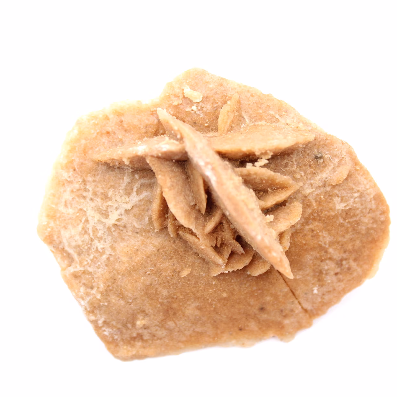 Mineralrosette von Marokko: Gipskristallisation