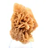 Fragment von kristallisiertem Gips aus Algerien - 0