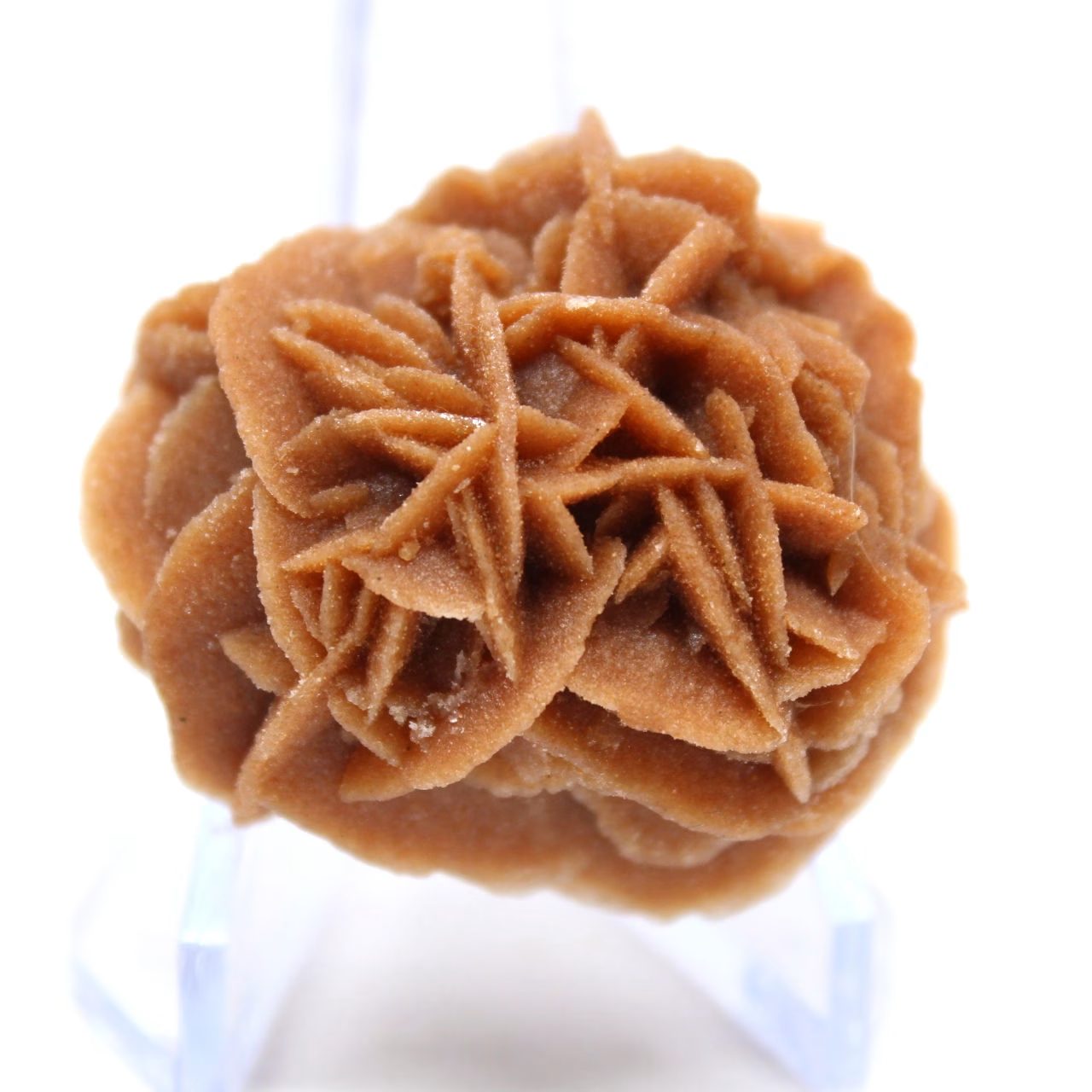 Rosette aus Sand und Naturgips