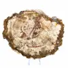 Scheibe versteinertes Holz aus Madagaskar – Sammlerstück - 1