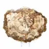 Scheibe versteinertes Holz aus Madagaskar – Sammlerstück - 2