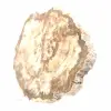 Scheibe versteinertes Holz aus Madagaskar – Sammlerstück - 3