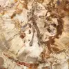 Scheibe versteinertes Holz aus Madagaskar – Sammlerstück - 4