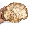 Scheibe versteinertes Holz aus Madagaskar – Sammlerstück - 0