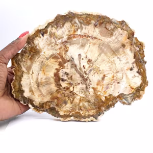 Scheibe versteinertes Holz aus Madagaskar – Sammlerstück