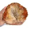 Fossilisierte Holzscheibe – Sammlermineral aus Madagaskar - 0