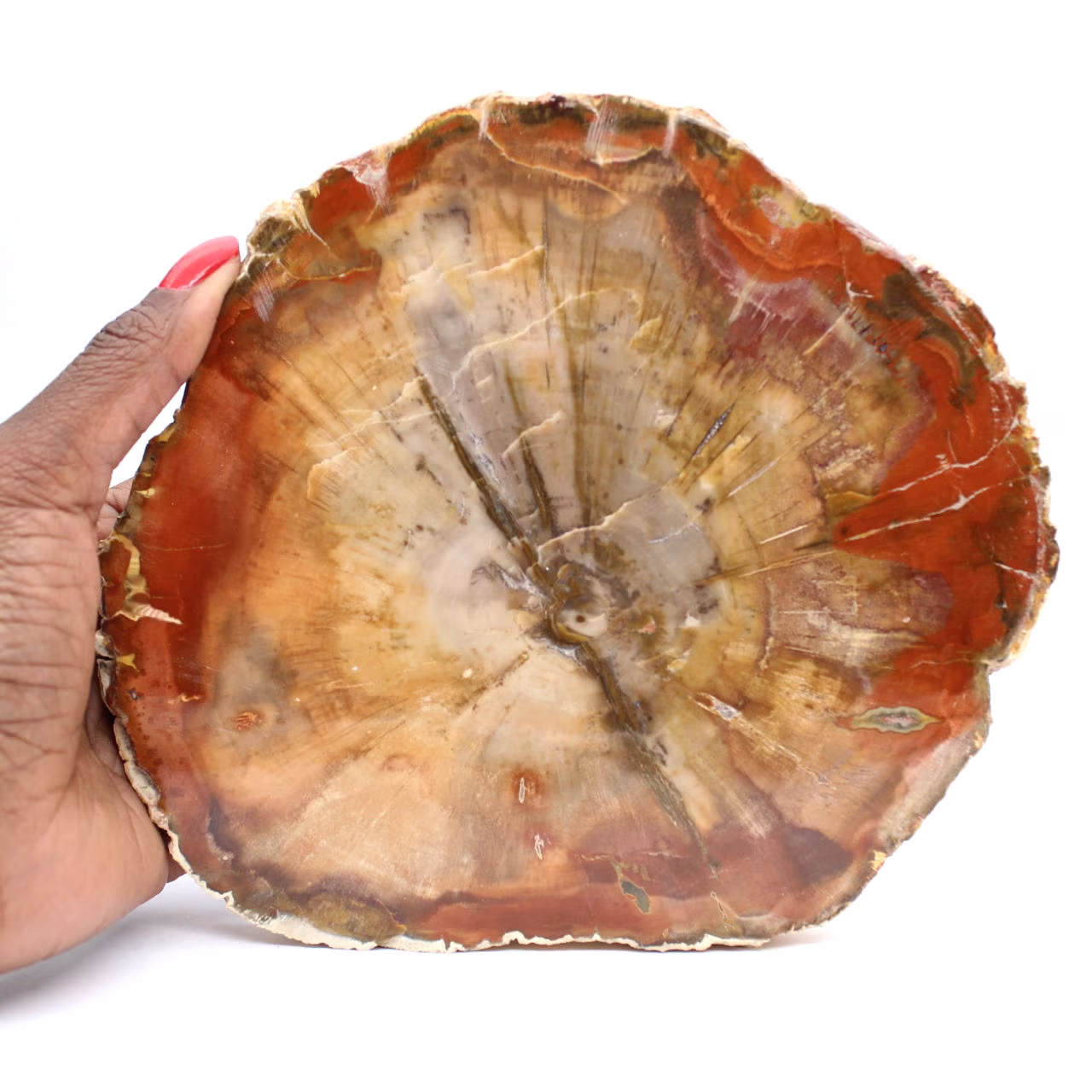 Fossilisierte Holzscheibe – Sammlermineral aus Madagaskar
