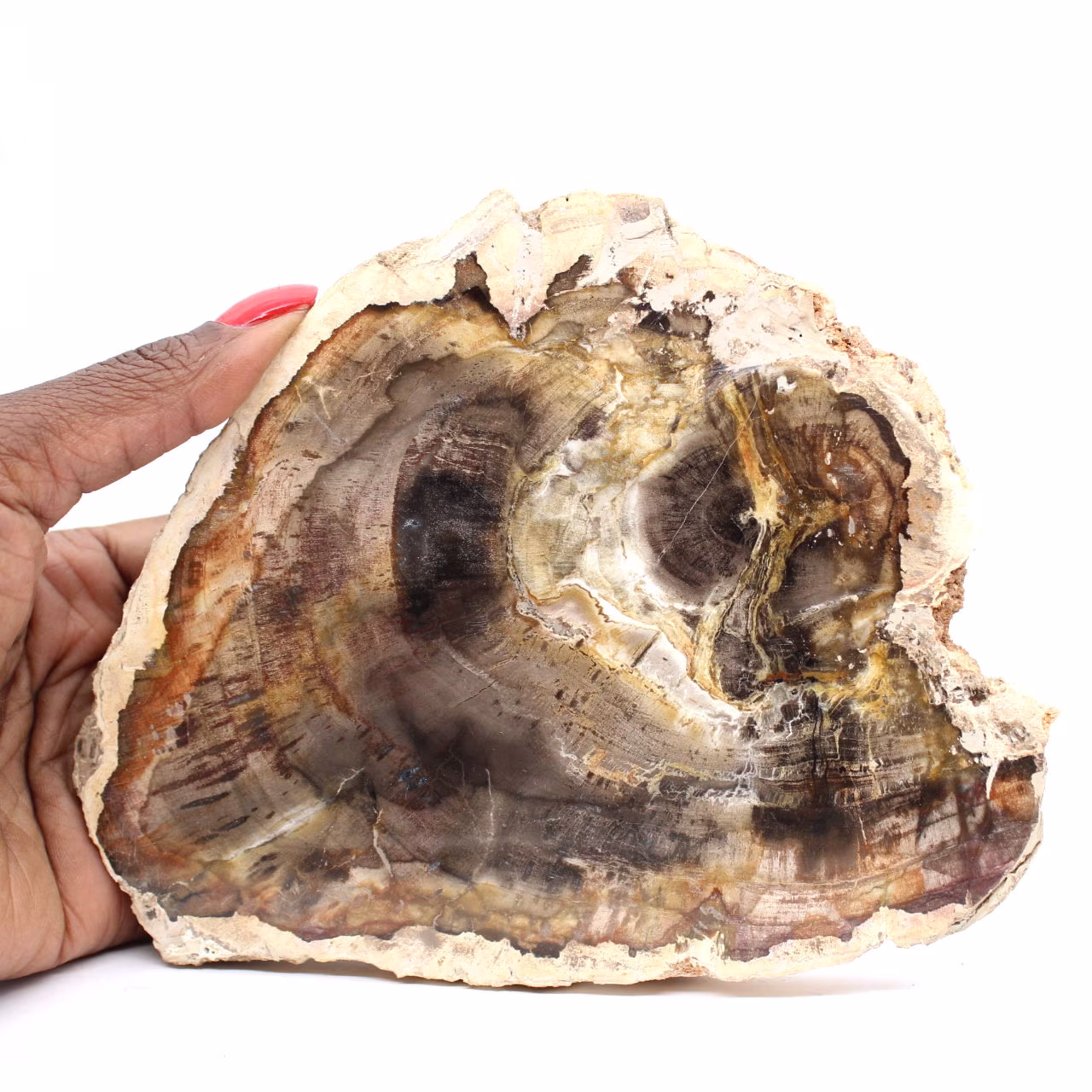 Natürliche kieselsäurehaltige Holzscheibe – Exemplar aus Madagaskar