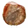 Abschnitt aus versteinertem Holz aus Majunga - Mineralogisches Exemplar - 1