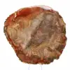 Abschnitt aus versteinertem Holz aus Majunga - Mineralogisches Exemplar - 2
