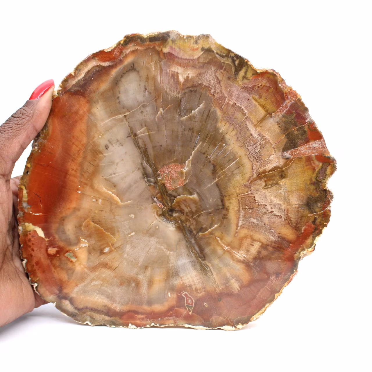 Abschnitt aus versteinertem Holz aus Majunga - Mineralogisches Exemplar