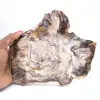 Fossilisiertes Holz aus Madagaskar – polierte Scheibe für Sammler - 0