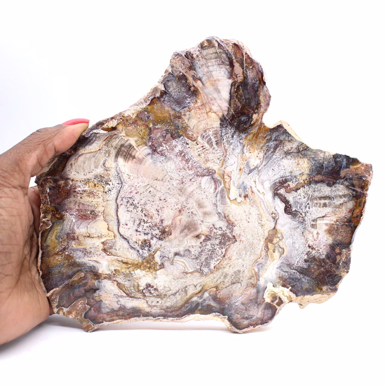 Fossilisiertes Holz aus Madagaskar – polierte Scheibe für Sammler