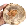 Scheibe versteinerten Holzes aus Madagaskar - Wissenschaftliches Objekt - 0